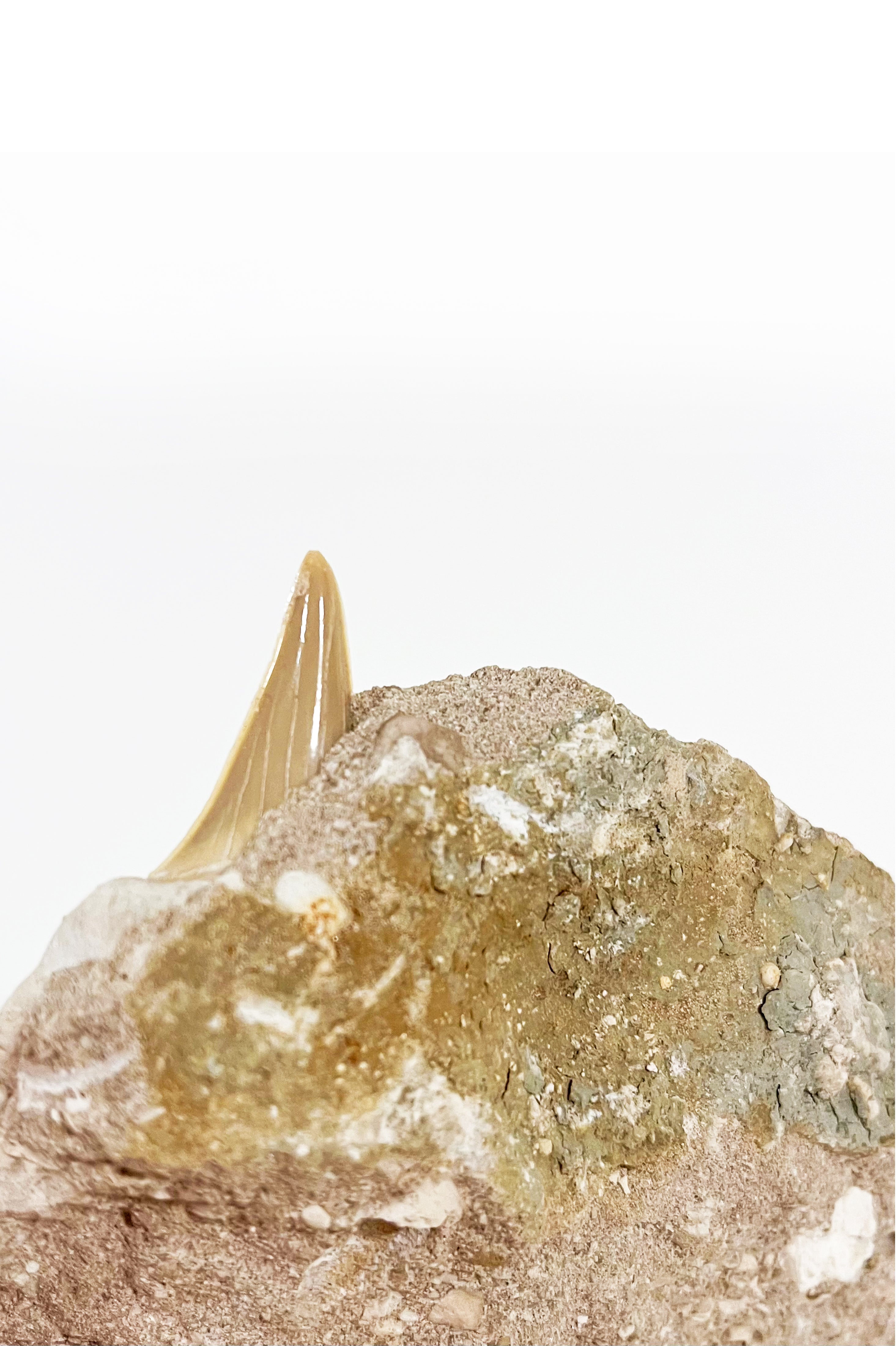 Shark Tooth Fossil – Iwona Ludyga Design