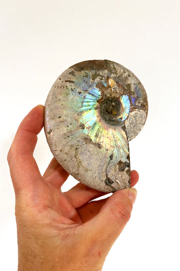 Shell Fossil